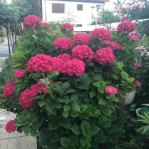  Apartman Casa Hortensia